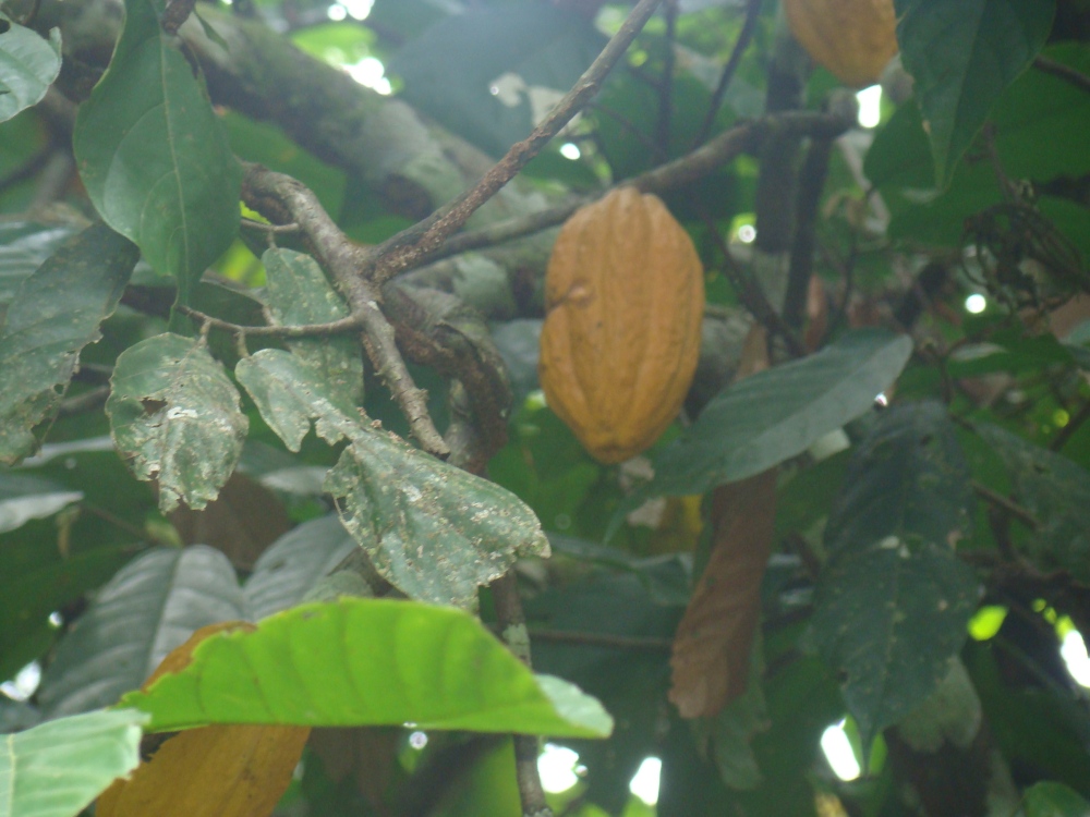 Cacao, die Frucht schmeckt lecker aber leider nicht wie ne Tafel Schokolade :D